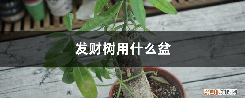 发财树几月份换盆好?怎么换 发财树用什么盆适合，什么季节换盆好