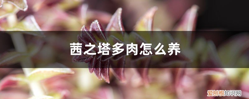 多肉植物茜之塔怎么养 茜之塔多肉怎么养，用什么盆，徒长怎么办？