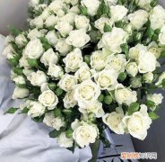 送男朋友花送什么花合适 这五种花非常适合送男朋友