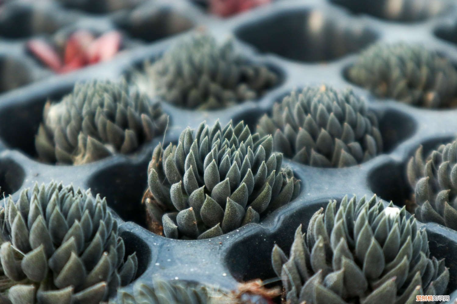 蓝豆多肉好养吗 蓝豆多肉怎么养,怎么繁殖多爆头?