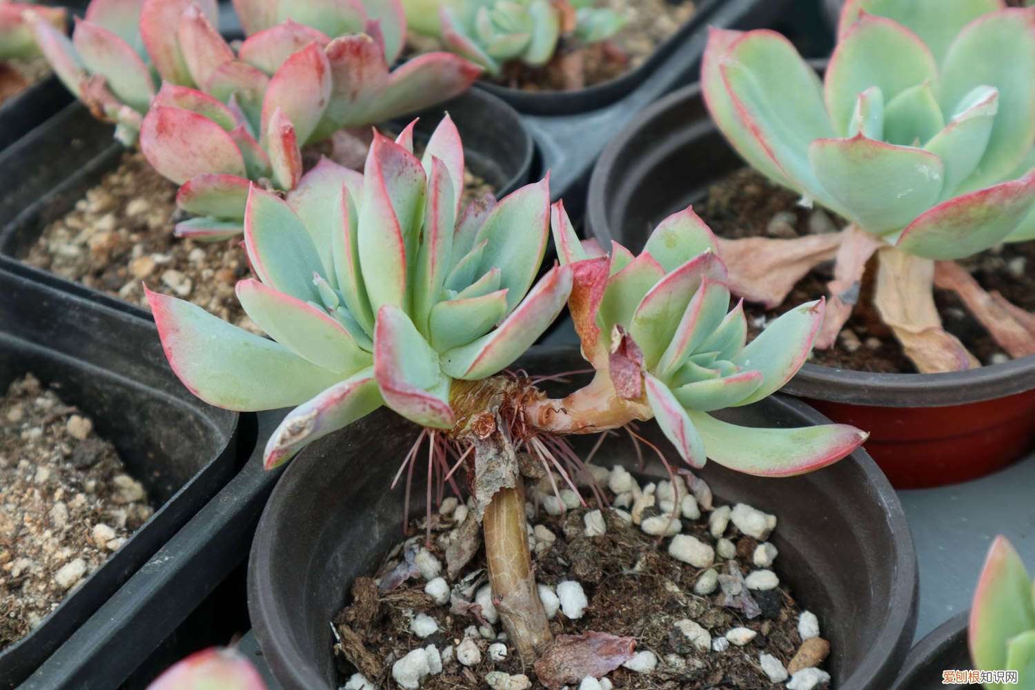 蓝豆多肉好养吗 蓝豆多肉怎么养,怎么繁殖多爆头?