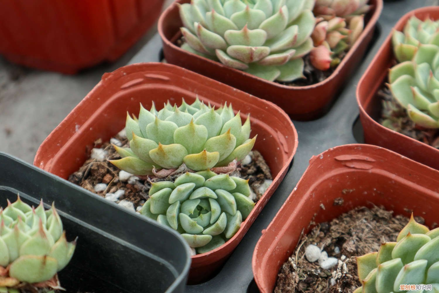 蓝豆多肉好养吗 蓝豆多肉怎么养,怎么繁殖多爆头?