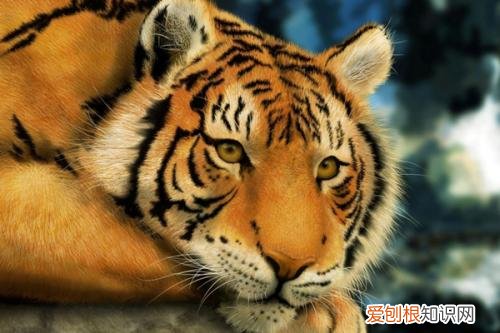 62年属虎的一生有几次婚姻属虎人的婚姻运势