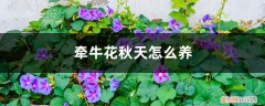 长牵牛花夏天怎么养 牵牛花秋天怎么养