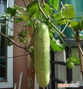 黄瓜怎么样施肥 黄瓜应该如何施肥呢？
