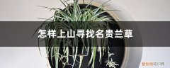 吊兰是花还是草? 怎样上山寻找名贵兰草，兰草和吊兰有区别吗？