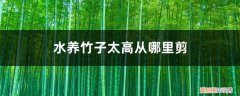 水竹长的太高怎么修剪 水养竹子太高从哪里剪，叶子黄了怎么修剪？