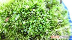 狸藻用什么盆 狸藻栽培：狸藻怎么养