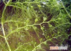 黄花狸藻是肉食性植物吗 黄花狸藻&#8212;水生食虫植物