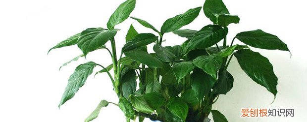 万年青秋天怎么养 万年青春天怎么养