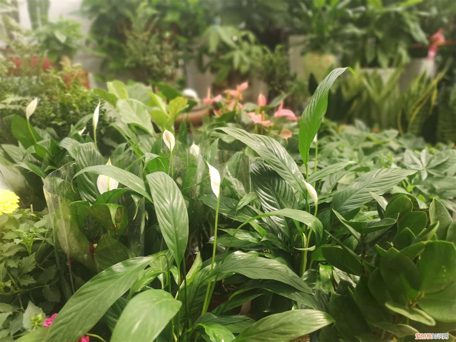 水培一帆风顺可以用纯净水吗 一帆风顺可以水养吗，水培放些什么，多少水合适？