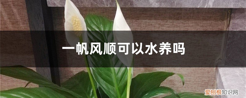 水培一帆风顺可以用纯净水吗 一帆风顺可以水养吗，水培放些什么，多少水合适？