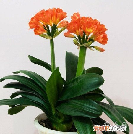 君子兰应该如何浇水视频 君子兰应该如何浇水？