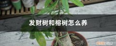 榕树与发财树叶子的区别 发财树和榕树怎么养，有什么区别？
