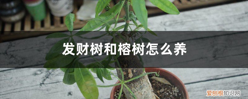 榕树与发财树叶子的区别 发财树和榕树怎么养，有什么区别？