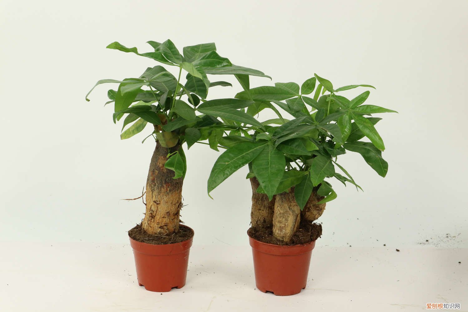 榕树与发财树叶子的区别 发财树和榕树怎么养，有什么区别？