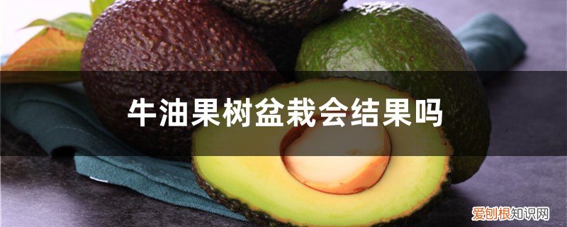 牛油果怎样种植才能结果 牛油果树盆栽会结果吗，怎么种植才结果？