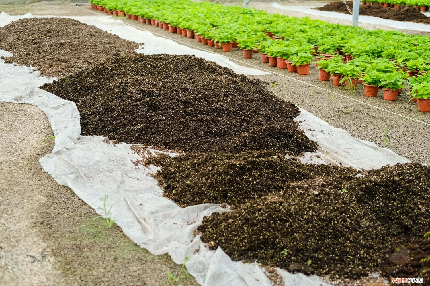 到处都是的“它”，很多人不在意，养花达人却用它养花，不施肥照样长得好！