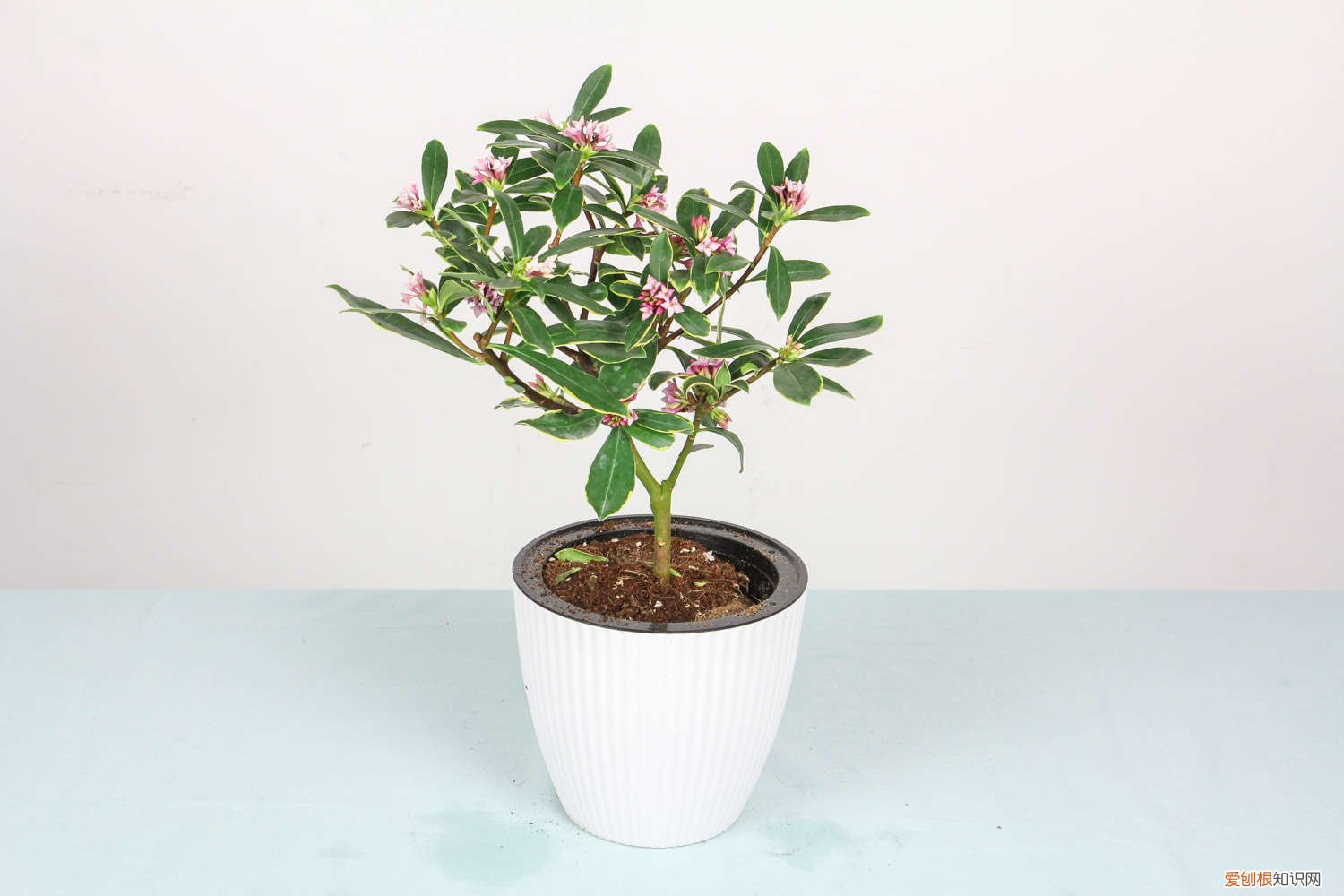 金边瑞香冬季好养吗 金边瑞香秋天怎么养