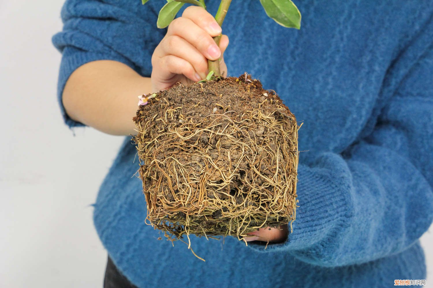 金边瑞香冬季好养吗 金边瑞香秋天怎么养