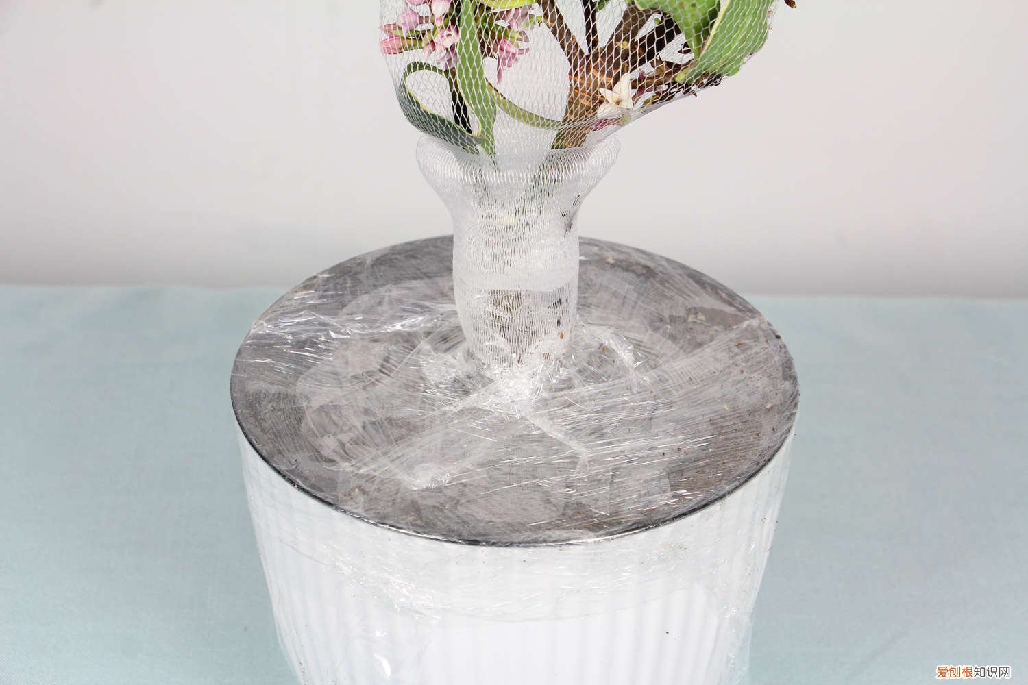 金边瑞香冬季好养吗 金边瑞香秋天怎么养