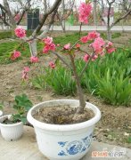 盆栽桃花的养护方法 盆栽桃花养护要点有哪些？
