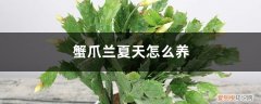 蟹爪兰夏天怎么养(安全度夏 蟹爪兰夏天怎么养)