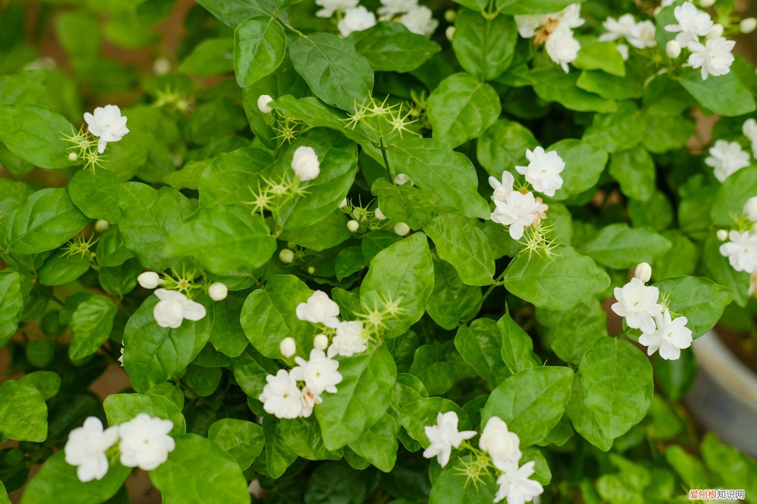 茉莉花冬天怎么养才开花 茉莉花冬天怎么养