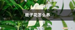 网上刚买回来的栀子花怎么养 栀子花怎么养