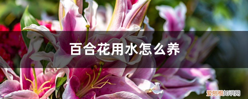 百合花用水怎么养才能养好 百合花用水怎么养