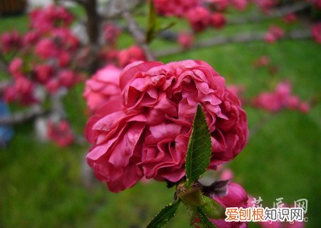 观赏桃花有什么特点 观赏桃花的主要品种有哪些？