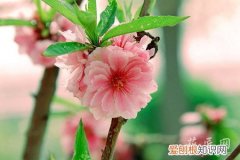 观赏桃花有什么特点 观赏桃花的主要品种有哪些？