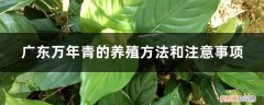 广东万年青怎么养殖方法 广东万年青的养殖方法和注意事项