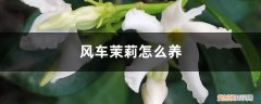 风车茉莉怎么养殖 风车茉莉怎么养