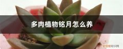 多肉铭月怎么办 多肉植物铭月怎么养：如何修剪和养胖？