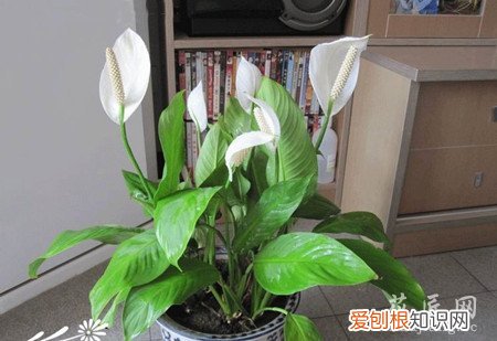 白掌花室内怎么养护好 白掌花室内怎么养护？