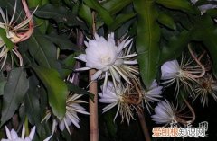 昙花怎么养殖方法视频 昙花怎么养殖？