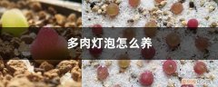 养了3年的多肉灯泡 多肉灯泡怎么养，几年开花？能长多大？