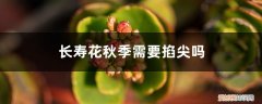 长寿花冬天能掐尖吗 长寿花秋季需要掐尖吗