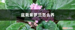 盆栽紫罗兰花怎么养 盆栽紫罗兰怎么养