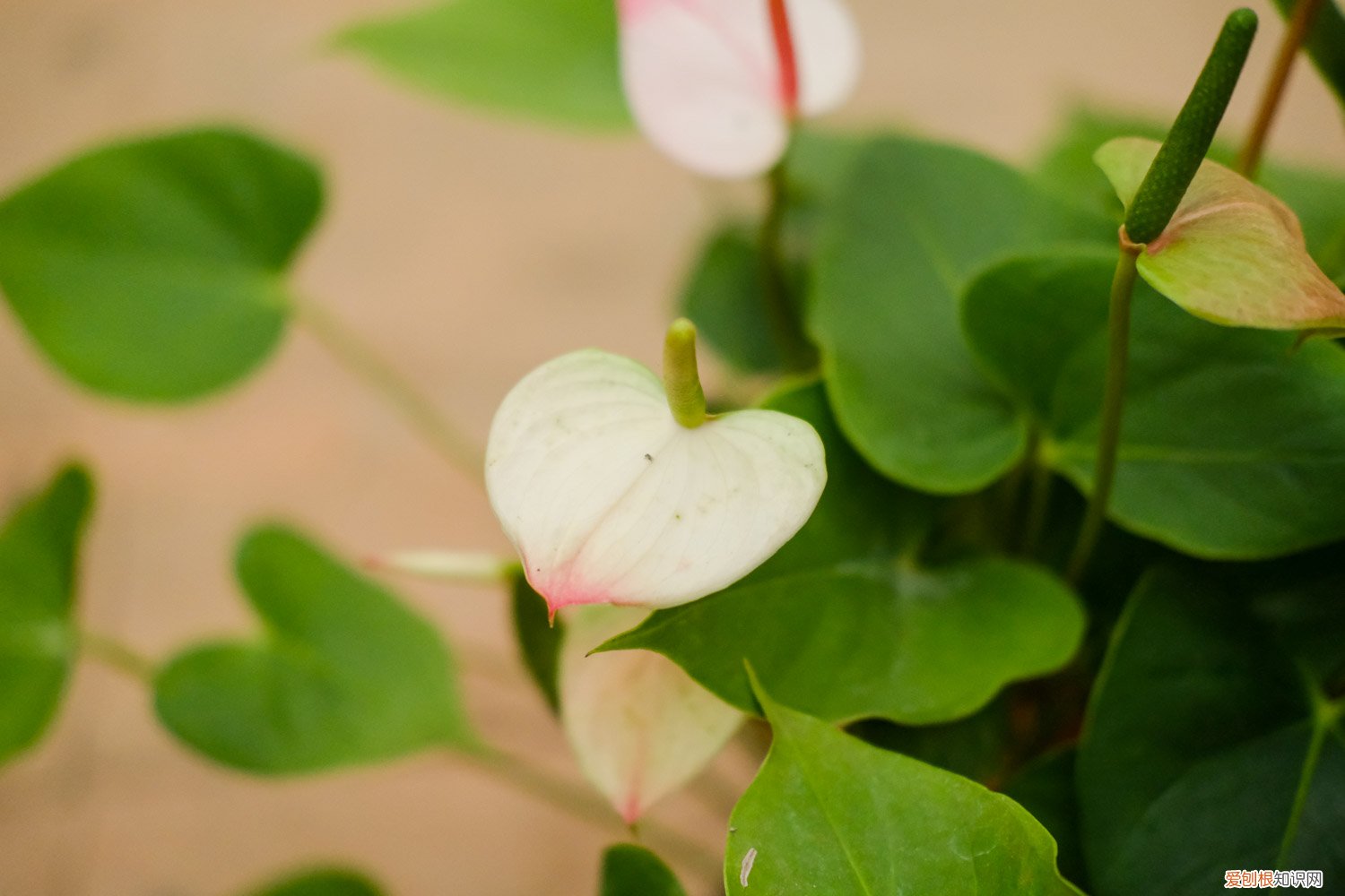 红掌用什么花肥 红掌可以用黄豆当肥吗