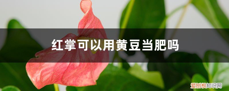 红掌用什么花肥 红掌可以用黄豆当肥吗