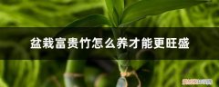 富贵竹怎样养才能长得旺盛 盆栽富贵竹怎么养才能更旺盛