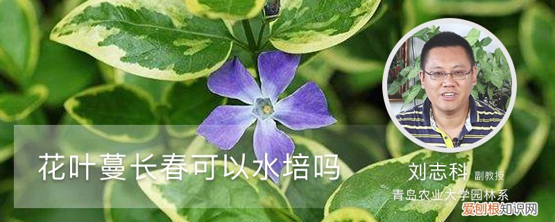 花叶蔓长春可以水培吗图片 花叶蔓长春可以水培吗