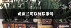 虎皮兰用不用施肥 虎皮兰可以施尿素吗