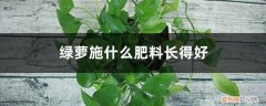 绿萝用什么施肥最好 绿萝施什么肥料长得好，叶子更绿？