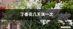 丁香花开花时用施肥吗 丁香花几天浇一次