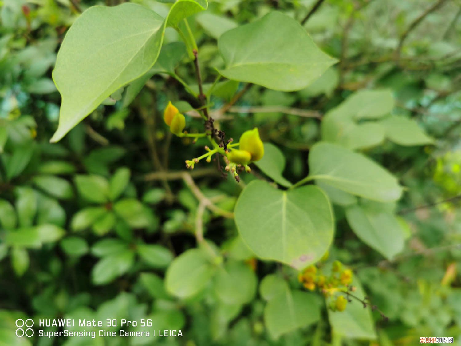 丁香花怎么养怎么养护 丁香花怎么养