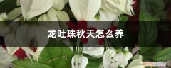 龙吐珠花冬季怎么养 龙吐珠秋天怎么养