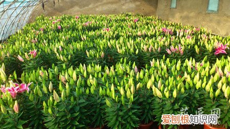 百合的种植技术及管理视频 百合的种植技术及管理